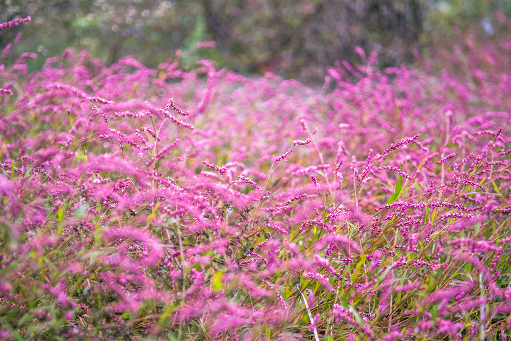 DSC_4001.jpg