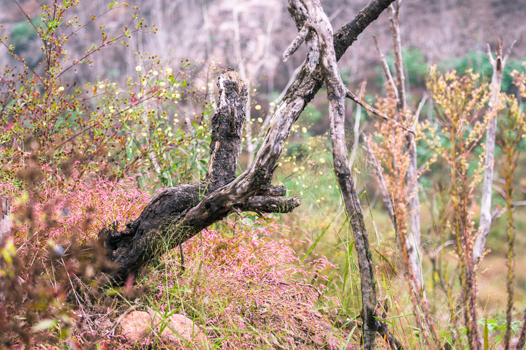 DSC_4018.jpg